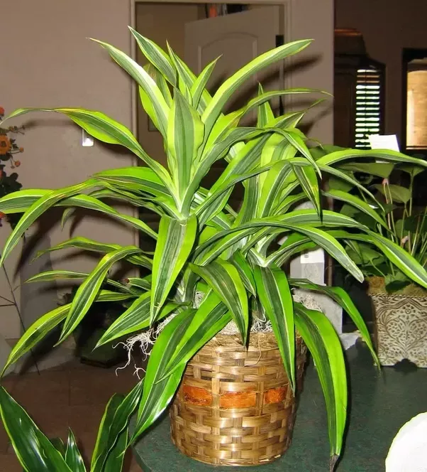 Plant identification What is the name of this houseplant