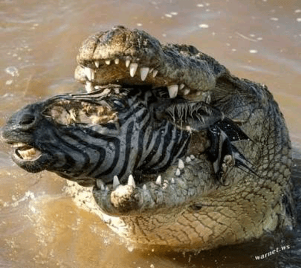 Do crocodiles kill their prey before eating them, and how do they kill