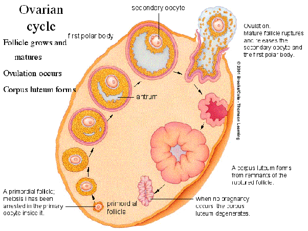 What do cramps feel like before your period? Quora