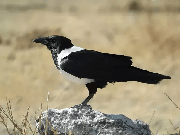 Can I have a pet raven in California? Quora