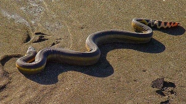 Is it true that there are no snakes in New Zealand? Quora