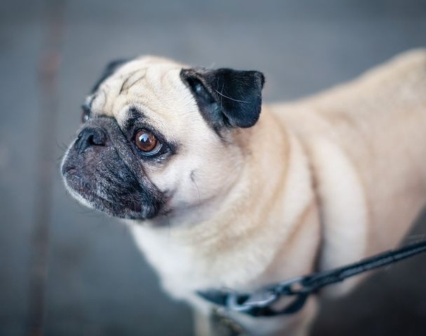 What is the price of a Pug dog? Quora