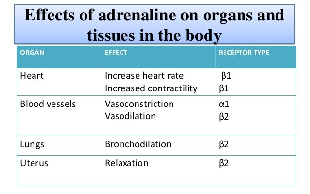 Bagaimana norepinefrin bisa menjadi vasopresor (dalam syok vasodilatasi,  misalnya) jika mengalihkan darah ke otot, dll. selama respons stres? Apakah  ada ambang batas di mana fungsinya berubah? - Quora