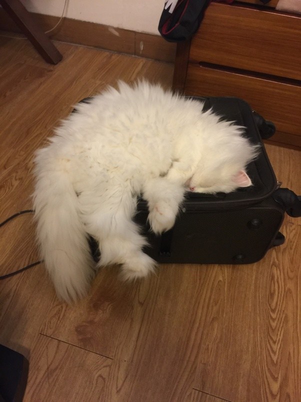 Does a cat have 7 or 9 lives? Quora