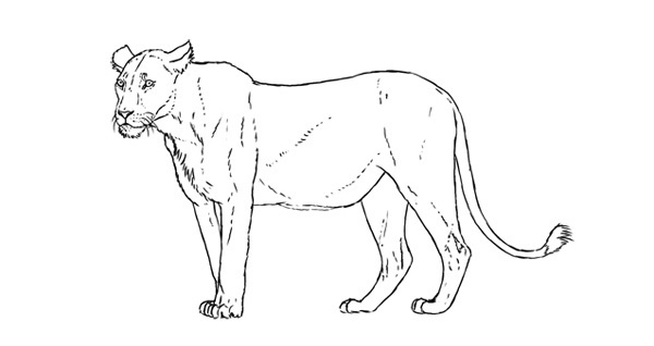 I want to learn drawing. Where should I start? Quora