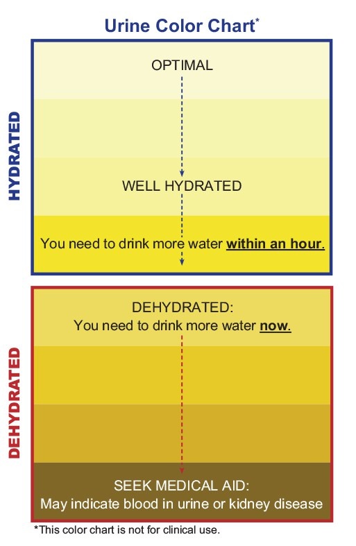 I have started drinking more water daily, why is it I feel more