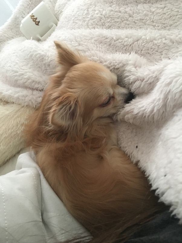 Should a new puppy sleep with you in a bed? Quora