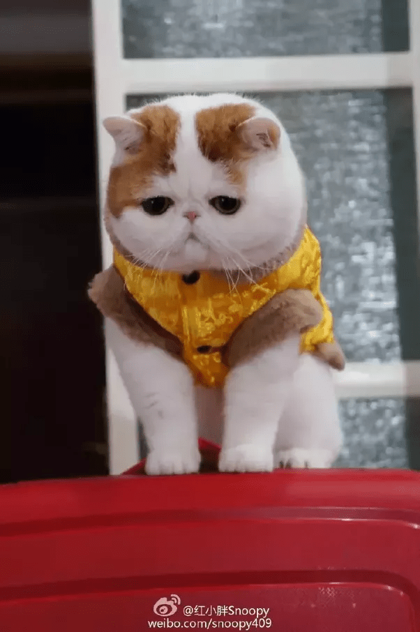 How much do exotic short hair cats cost? Quora