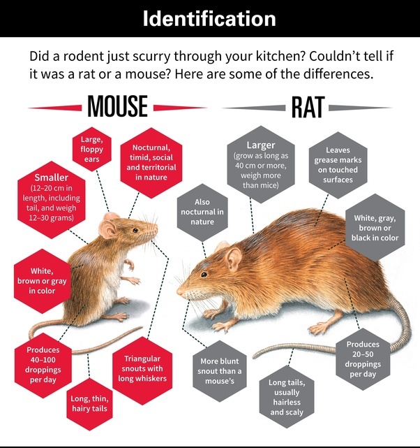 How similar in are lab rats compared to humans