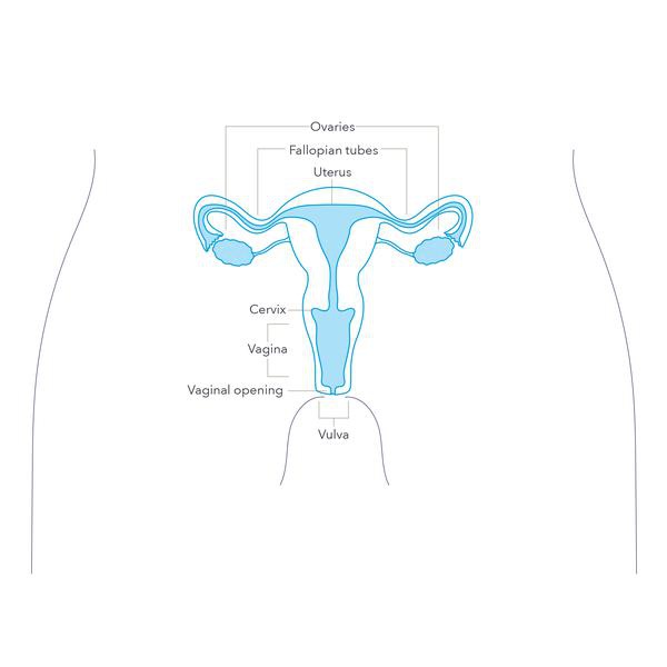 See? 37+ Truths Of Parts Of Body Lady Name Your Friends Missed to Tell