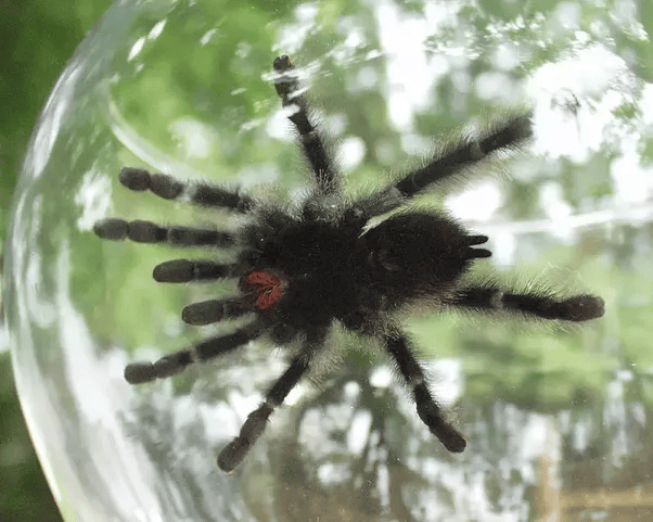 How do spiders drink? Quora