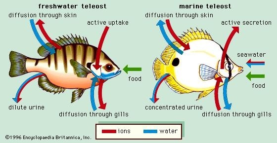 How do fish drink water? Quora