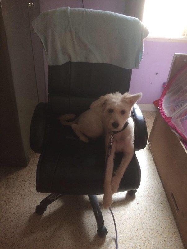My dog keeps stealing my seat. Is this a sign of territorial aggression