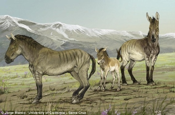 Terra Forming Terra Why did horses extinct on the