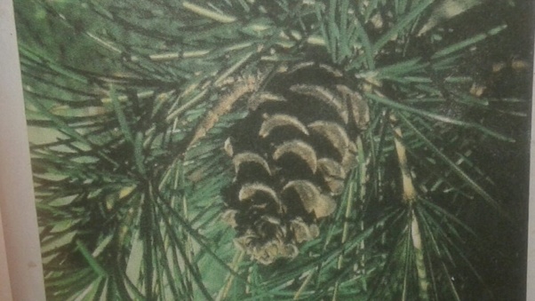 What are gymnosperms? Which ones have vessel elements? Quora