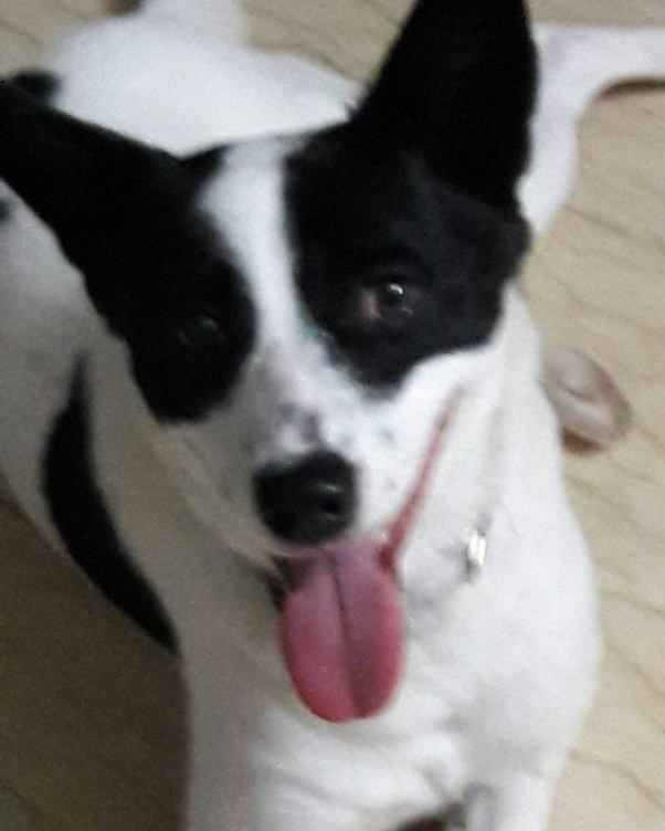 Where can I adopt dogs in Guwahati? Quora