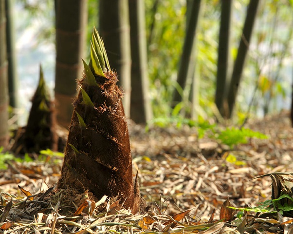 Will a plant grow into your flesh if allowed? Quora