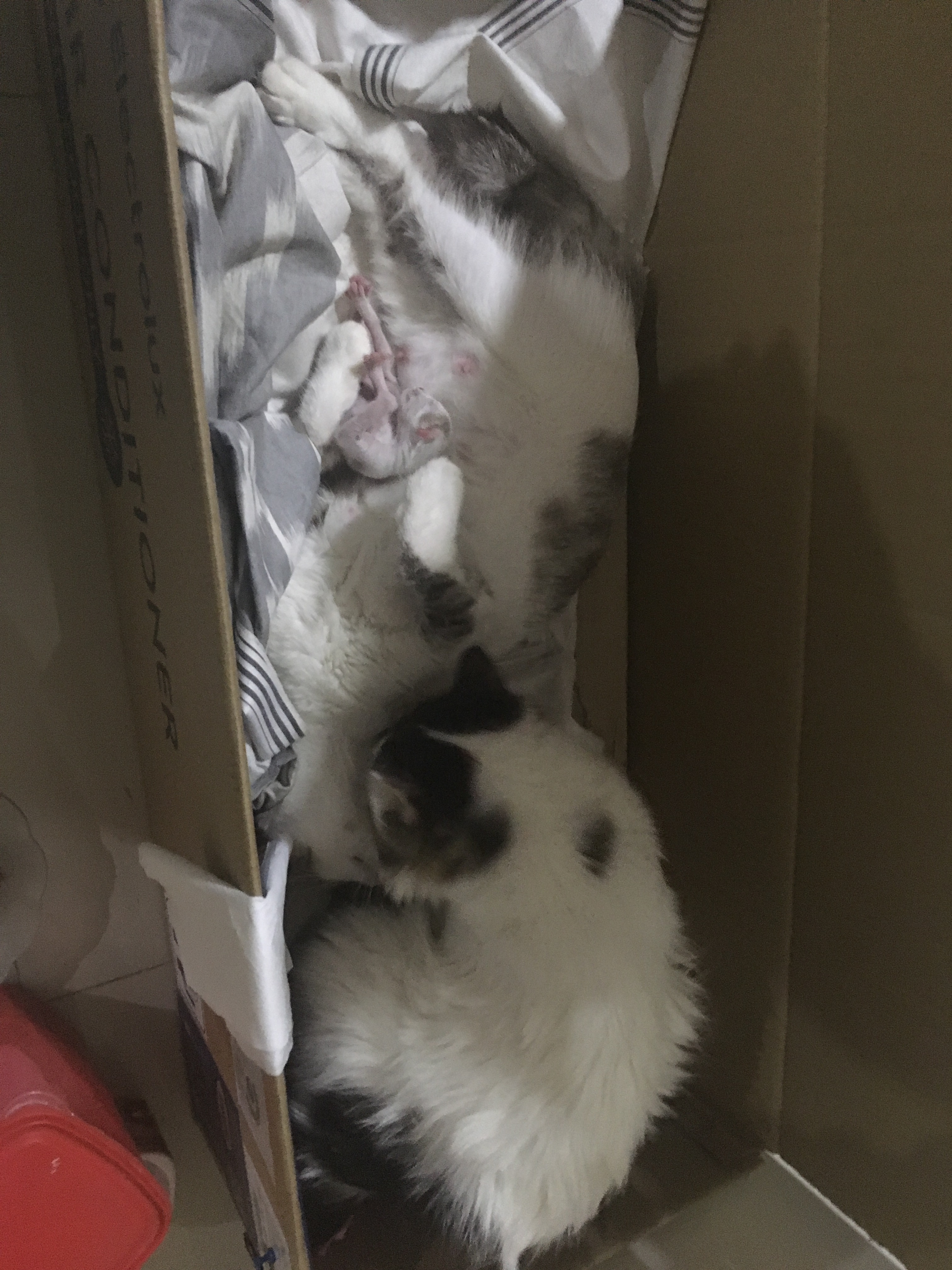 Apa penyebab induk kucing tidak mau menyusui anaknya setelah melahirkan? -  Quora