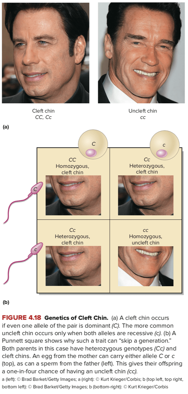 What is the name of the indent in a dimpled chin? Quora