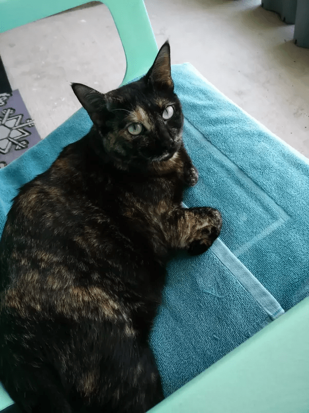 Why do people have pet cats even though cats are sometimes