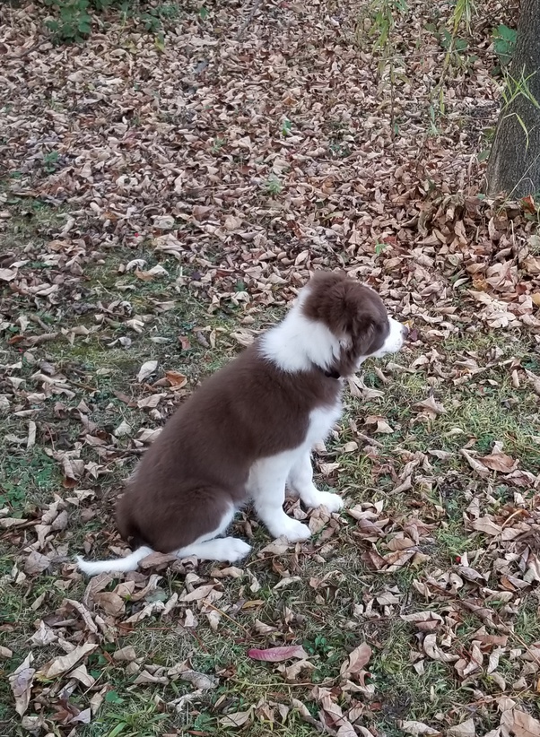 Are there differences in temperament between short and