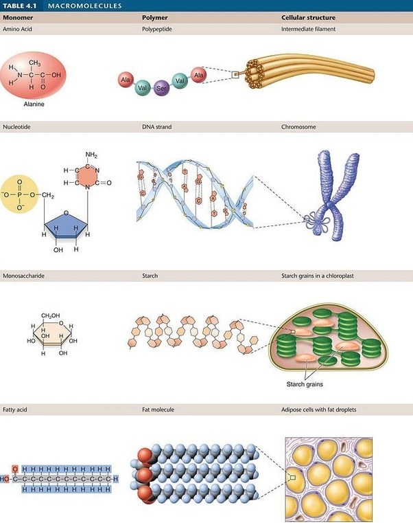 What are the differences and similarities between carbohydrates and