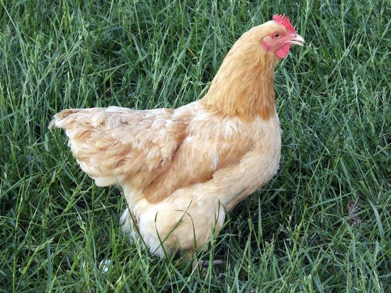 Apa perbedaan antara ayam, ayam, ayam, dan ayam jantan? - Quora