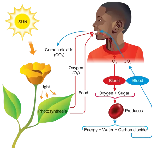 How is oxygen used by living organisms to help with the release of