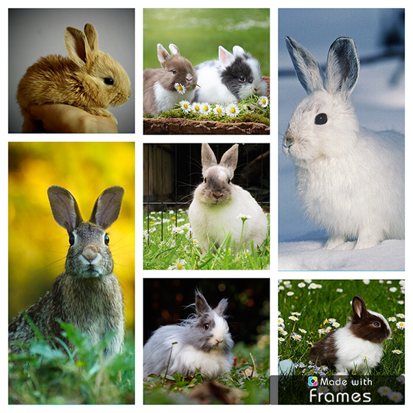What apps can you use to put two pictures together? How would you put
