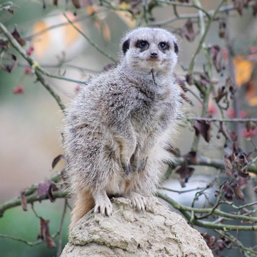 What makes the 8MP camera of the iPhone better than the 13MP camera of