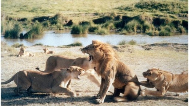 You Don T Mess With An Angry Lioness Latest Sightings Youtube