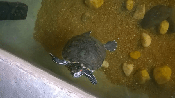 39+ Pet Turtle Price In Delhi