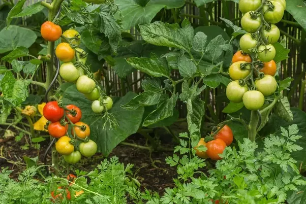 How to grow tomatoes at home in 1 week Quora