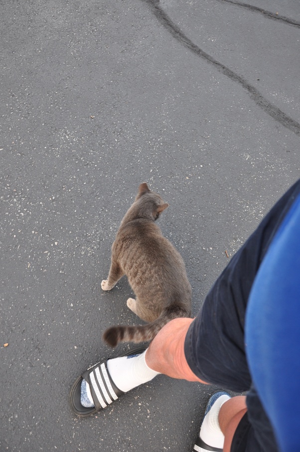 Can a cat distinguish accidentally stepping on its tail from something