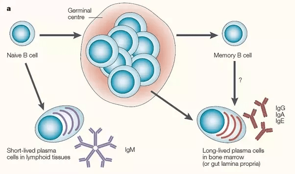 How do plasma cells produce antibodies? Quora