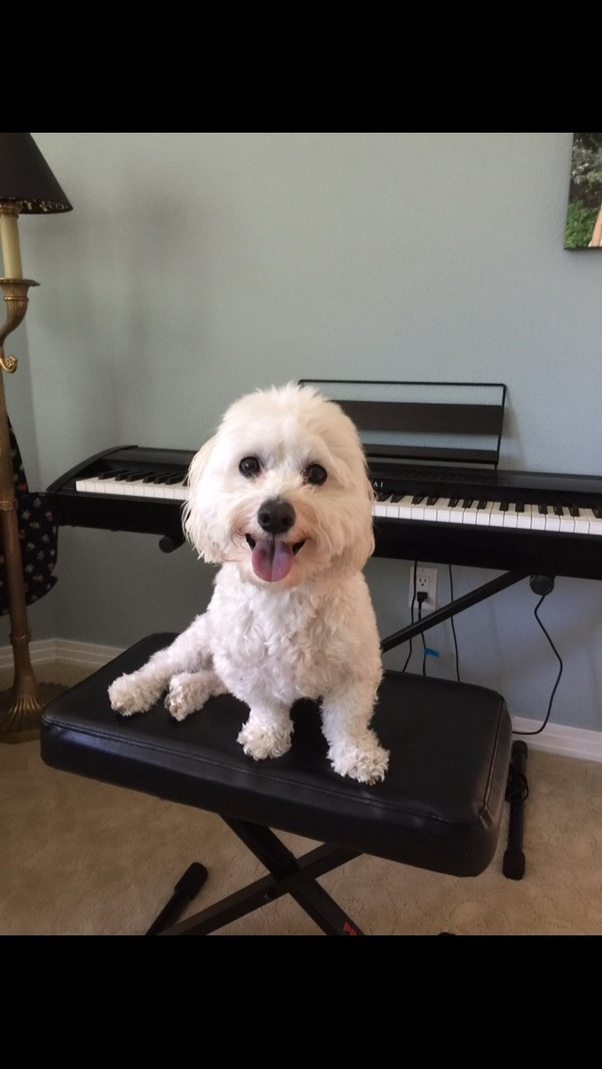 What are some good dog breeds for inexperienced, first