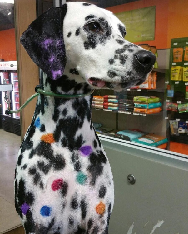 Do rainbow Dalmatians actually exist? Quora