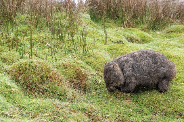 Mengapa hewan wombat dianggap sebagai pahlawan kebakaran hutan Australia? -  Quora