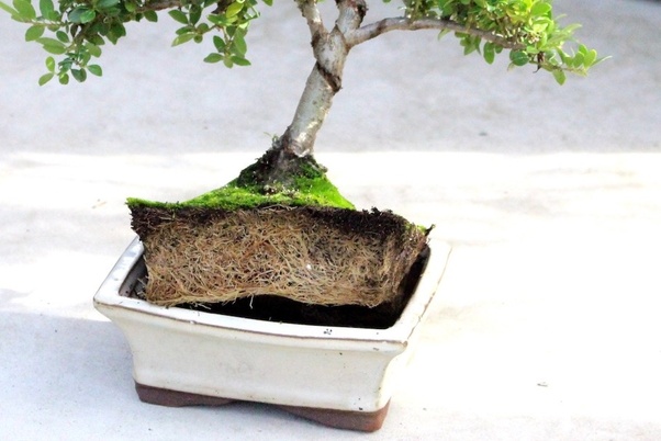How often do you need to water a bonsai plant indoors? Quora