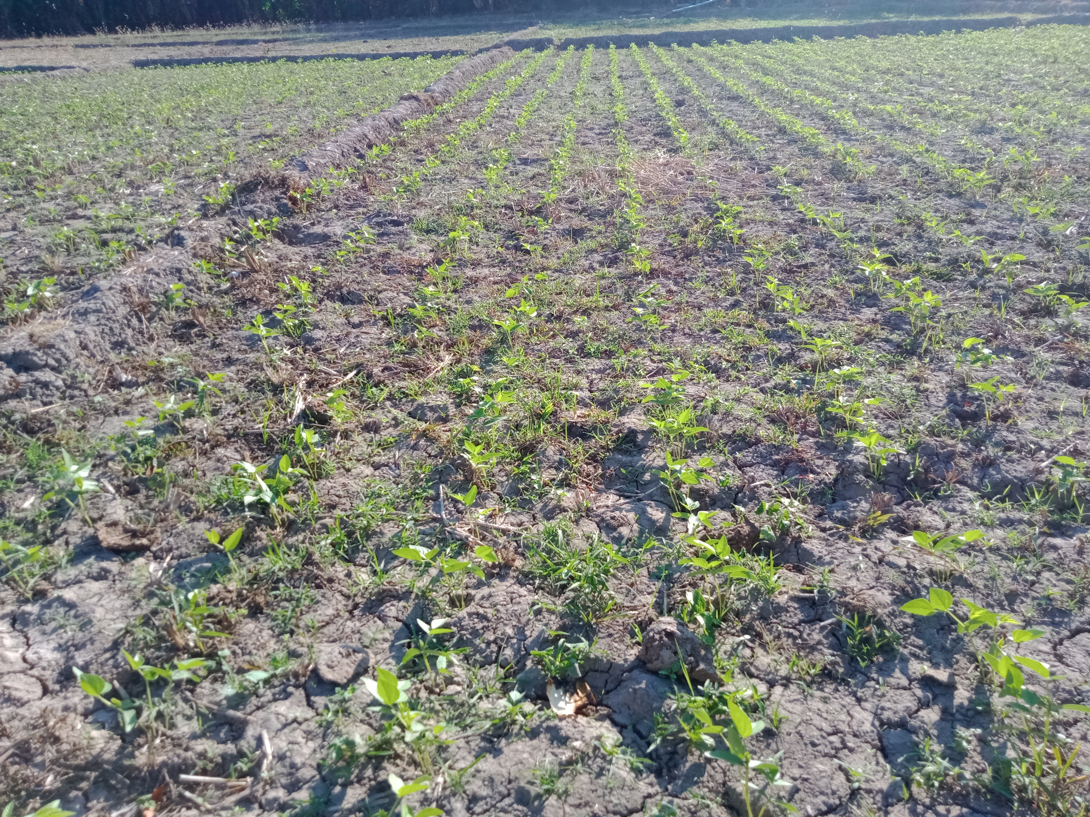 Apakah Anda setuju kalau profesi sebagai petani adalah pekerjaan paling  membahagiakan? - Quora