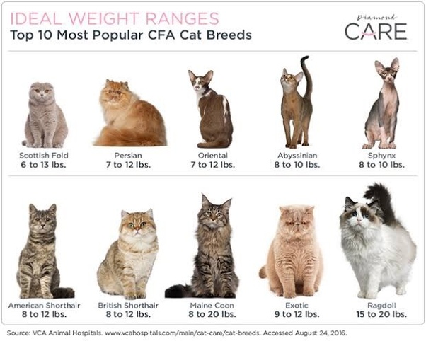 What should my cat weigh? She is very active, 22 inches from the head