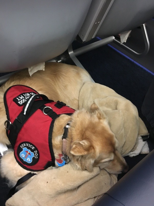Are service dogs allowed on international flights? Quora
