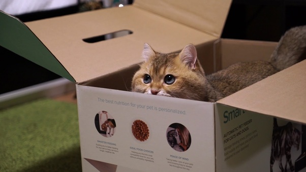 Why do cats like to get inside glass objects? Quora