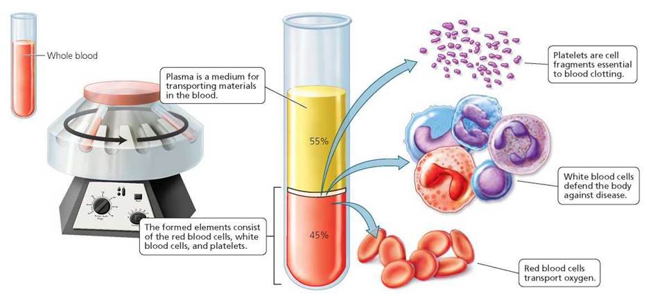 Bagaimana proses ekstraksi plasma dilakukan? Dapatkah plasma dari pasien  COVID-19 yang sudah sembuh dibeli? - Quora