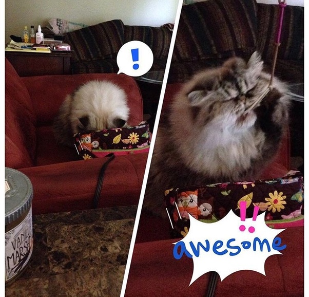 Why does my cat like hair ties? Quora