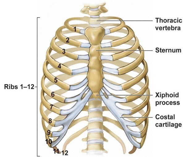 How many bones are there in our rib cage? Quora