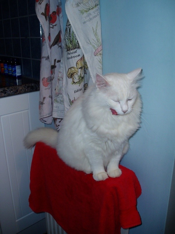 Can you me a longhair cat breed without a �flat