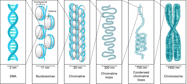 When DNA coils up, what does it form? Quora