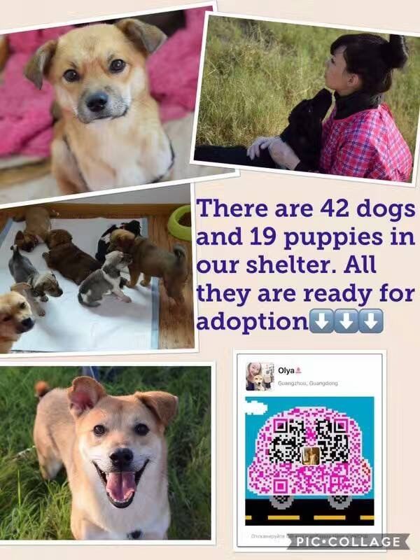 Where can I buy a dog in Shanghai? Quora