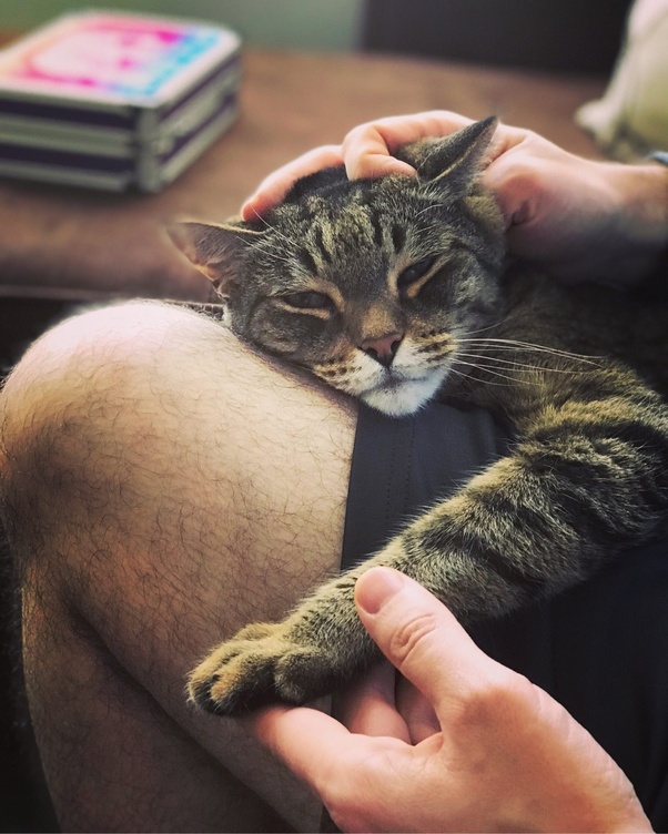 Why Do Cats Like To Cuddle So Much